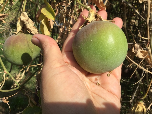 brazilian passionfruit 600